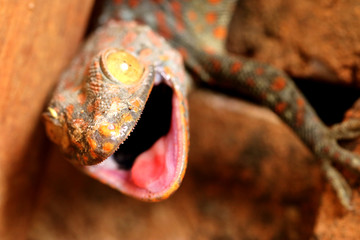 leopard gecko angry, open his mouth. it has big eye. the colour is grey and orange.