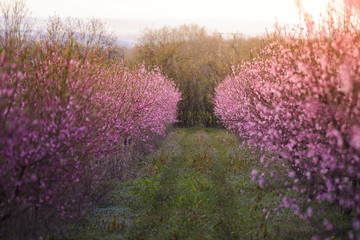 Obraz premium Beautiful flowered field of cherry with sunflare