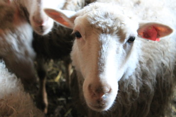 animal, farm, goat, sheep, white, cow, agriculture, lamb, grass, mammal, nature, animals, livestock, cute, field, cattle, domestic, young, rural, farming, green, pasture, wool, meadow, cows