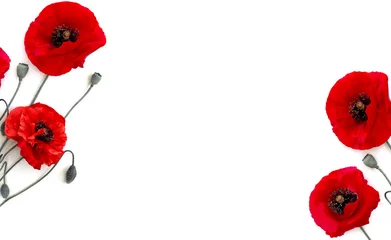 Photo sur Plexiglas Coquelicots Cadre de fleurs de coquelicots rouges (Papaver rhoeas, noms communs : coquelicot de maïs, rose de maïs, pavot des champs, herbe rouge) sur fond blanc avec un espace pour le texte. Vue de dessus, mise à plat.