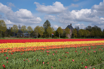 Colourful tulip fields, Netherlands