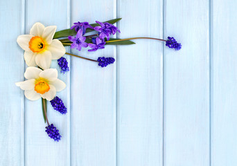 Narcissus, hyacinths and flowers muscari on background of blue painted wooden planks with space for text. Top view. Flat lay.