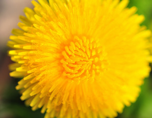 Yellow flower of dandelion