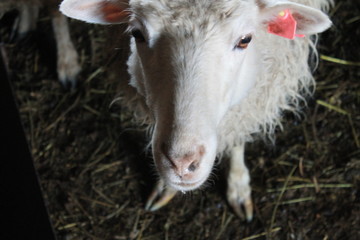 goat, animal, farm, white, sheep, grass, lamb, mammal, agriculture, young, cute, nature, field, animals, meadow, green, domestic, kid, horned, livestock, wool, pasture, farming, baby, rural