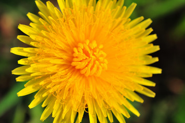Yellow flower of dandelion