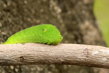 green horned caterpillar. this type of caterpillar is many found in tropical forests, such as in indonesia.  this caterpillar has black and yellow horn on the head. it usually eat leaf as the meal