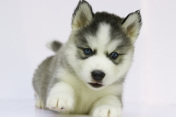 Siberian husky puppy
