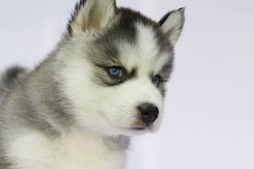 Siberian husky puppy
