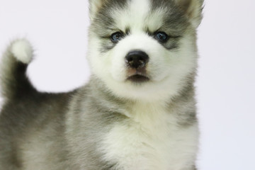 Siberian husky puppy