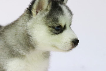Siberian husky puppy
