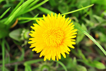 Yellow dandelion heads