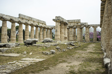 Fototapeta na wymiar Paestum, tempio di Nettuno