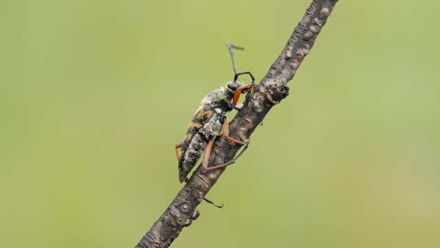 4K Zebra Longhorn (Typocerus zebra) Beetle
