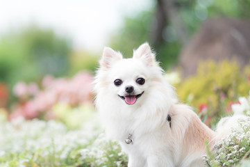 チワワと春の花壇