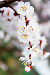 Blooming apricot tree in spring time.