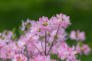 pink rhododendron in the spring