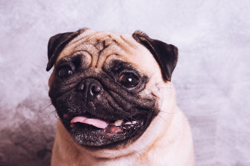 Close up face of cute pug dog