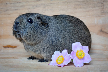 Nagetier (Meerschweinchen)