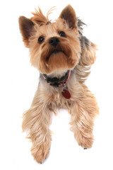 yorkshire terrier isolated