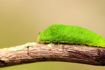 green horned caterpillar. this type of caterpillar is many found in tropical forests, such as in indonesia.  this caterpillar has black and yellow horn on the head. it usually eat leaf as the meal