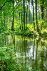 Fototapeta na wymiar river in the green forest