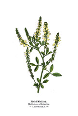 Botanical illustration.