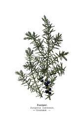 Botanical illustration.