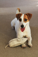 jack russell terrier