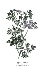 Botanical illustration.