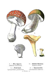 Botanical illustration.