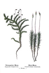 Botanical illustration.