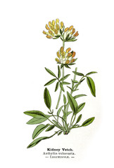 Fototapeta na wymiar Botanical illustration. 