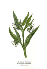 Botanical illustration. 