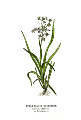 Botanical illustration. 