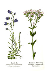 Botanical illustration. 