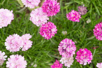 春のお花畑　カラフル