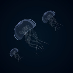 Vector illustration of jellyfish, aurelia aurite, also called common jellyfish, moon jellyfish, jelly moon or jelly saucer