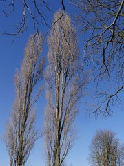 Deciduous trees and branches illuminated by sunlight in winter, the trees has no leaves.