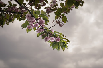 曇り空の逆光時の八重桜