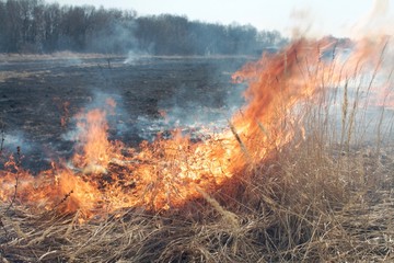 high flame burns dry grass in the field after winter