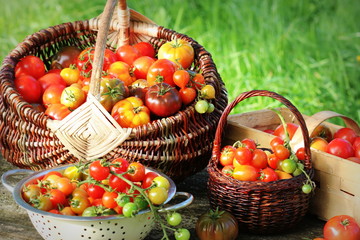 Heirloom variety tomatoes in baskets on rustic table. Colorful tomato - red,yellow , orange. Harvest vegetable cooking conception