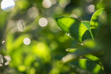 Fototapeta na wymiar Bergamot leaf with dew and bokeh sunset