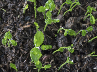 Baby plants growing inside of pots