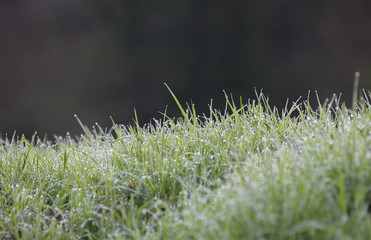 Rosée