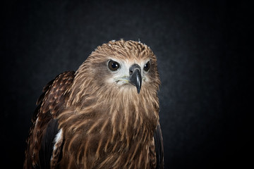 Brahminy kite or Red-backed sea-eagle on black background