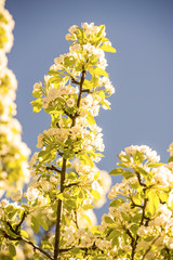  cherry blossom on a blue sky