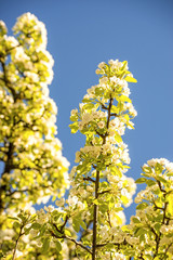  cherry blossom on a blue sky