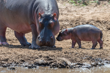 Hippo (Hippopotamus amphibius)