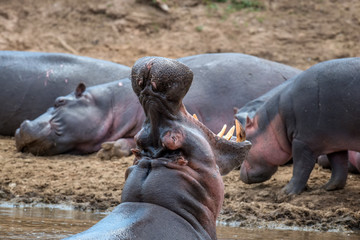 Hippo (Hippopotamus amphibius) in the river