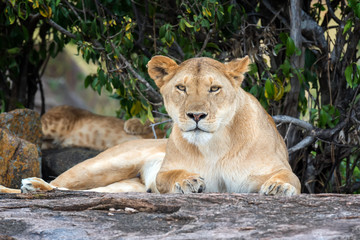 Lion in National park of Kenya